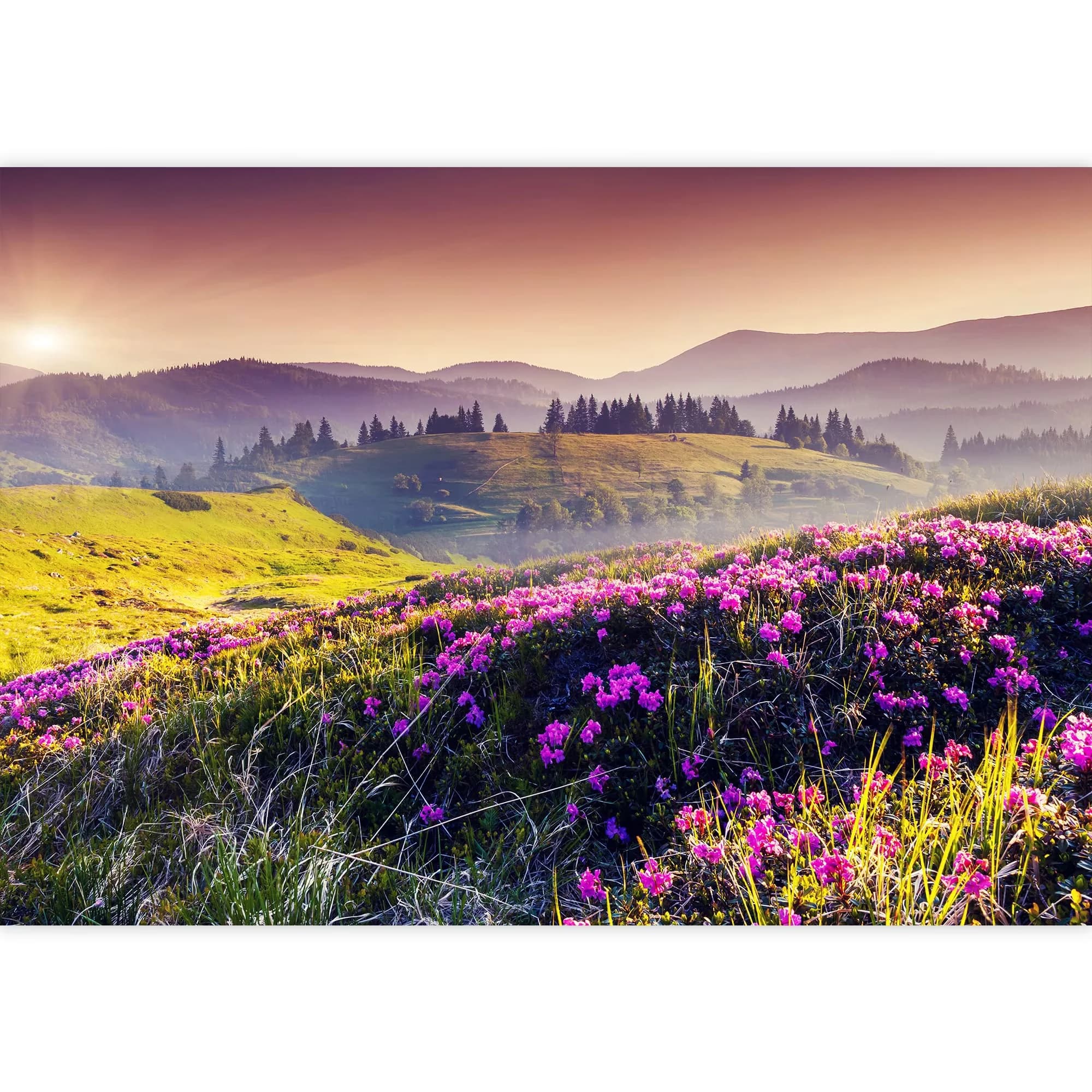 Professional Wallpaper with Removable, 66x96 inches - Pink Wall Mural - Contemporary Style Model AF1A25